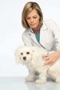 Female Doctor Examining A Bichon Frise On A White Background.